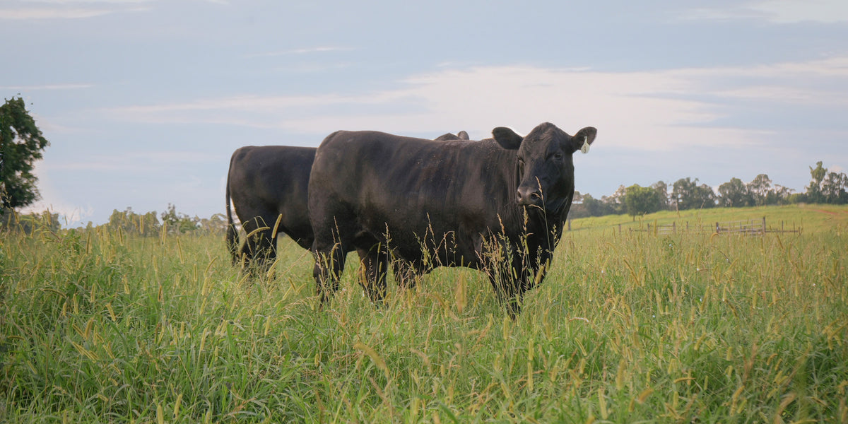 Lily Hill Farm | Pasture-Raised Beef | Farm-to-Table | Premium Beef